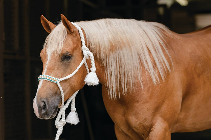 Professionals Choice Cowboy Braided Halter 10' Ld