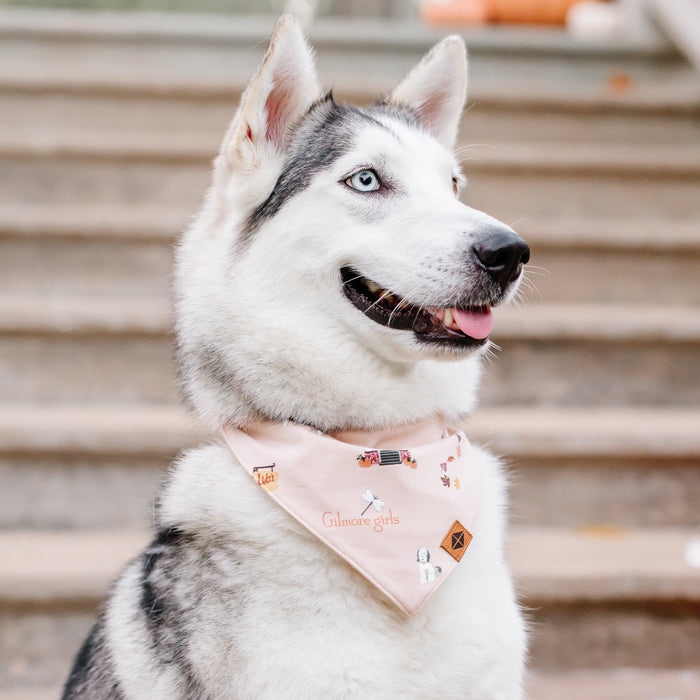 Side view of a husky wearing the Dog Bandana in Gilmore Girls