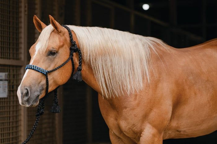 Professionals Choice Cowboy Braided Halter 10' Ld